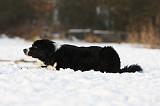 BORDER COLLIE 1146